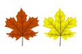 Two maple leaves. Royalty Free Stock Photo